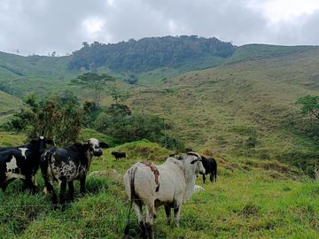 Venta Finca Ganadera Lechera Yarumal (El Cedro) Antioquia