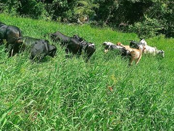 Venta Finca Ganadera Lechera Yarumal (El Cedro) Antioquia