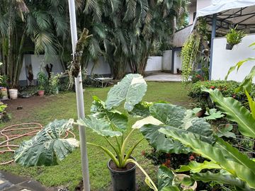 Family Home