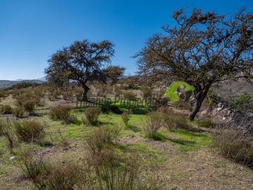 Venta de Terrenos en Punitaqui de 3.5 y 2.5 hectáreas. $170 y $60 millones
