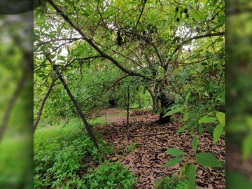 Terreno urbano de 3.000 m2 a orilla de camino, ubicado en Avenida Santa Cruz