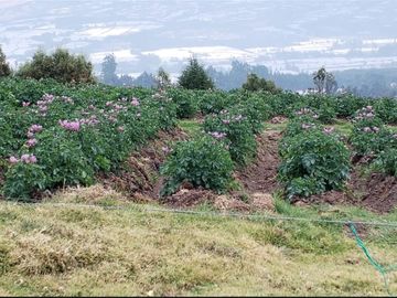 HERMOSA FINCA UBICADA EN CAYAMBE EN VENTA