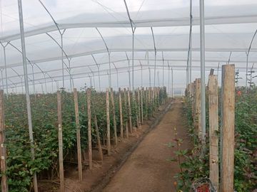 Floricola Premium en Venta Tupigachi