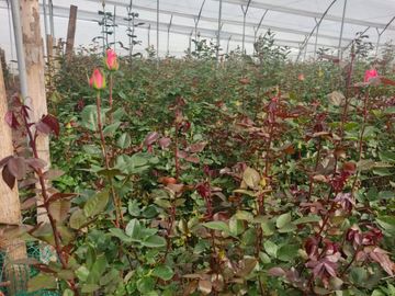 Floricola Premium en Venta Tupigachi