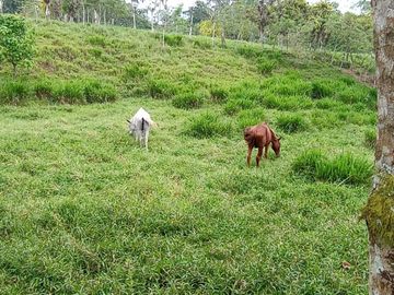 38,4 HECTAREAS EN VENTA EN SECTOR SANTA MARIANITA EL ESFUERZO EN SANTO DOMINGO/ 25URB15