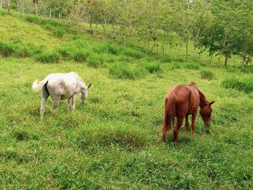 38,4 HECTAREAS EN VENTA EN SECTOR SANTA MARIANITA EL ESFUERZO EN SANTO DOMINGO/ 25URB15