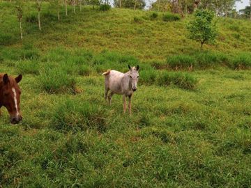38,4 HECTAREAS EN VENTA EN SECTOR SANTA MARIANITA EL ESFUERZO EN SANTO DOMINGO/ 25URB15