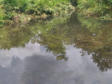 Vendo finca de 55 Hectáreas en recinto Naranjal, Provincia Esmeraldas
