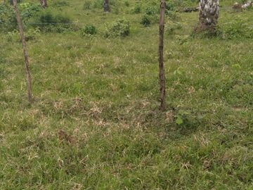 Vendo finca de 55 Hectáreas en recinto Naranjal, Provincia Esmeraldas