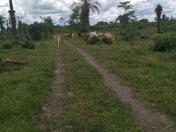 Vendo finca de 55 Hectáreas en recinto Naranjal, Provincia Esmeraldas