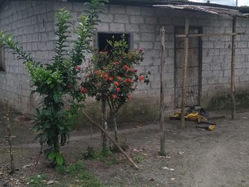 Vendo finca de 55 Hectáreas en recinto Naranjal, Provincia Esmeraldas