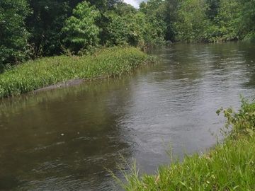 Vendo finca de 55 Hectáreas en recinto Naranjal, Provincia Esmeraldas