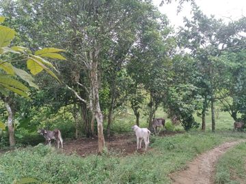 Vendo finca de 55 Hectáreas en recinto Naranjal, Provincia Esmeraldas