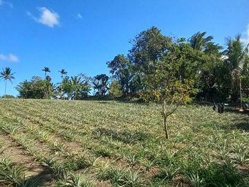 Farm Lot For Sale in Mahabang Kahoy Indang Cavite-MC