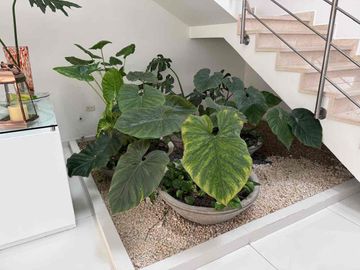 VIVE EL LUJO NATURAL EN PANCE