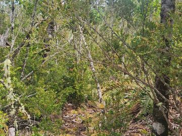 Parcela con bosque nativo en Calbuco, región de Los Lagos
