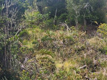 Parcela con bosque nativo en Calbuco, región de Los Lagos
