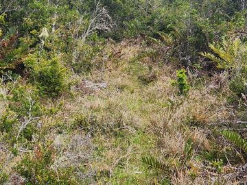 Parcela con bosque nativo en Calbuco, región de Los Lagos
