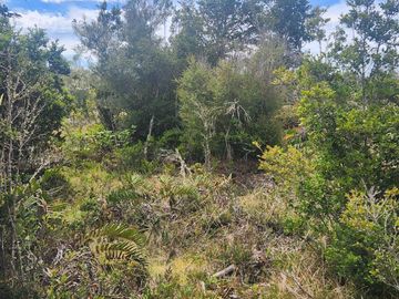 Parcela con bosque nativo en Calbuco, región de Los Lagos