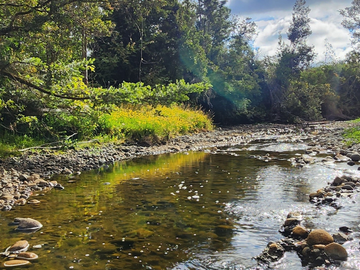 Parcela con bosque nativo en Calbuco, región de Los Lagos