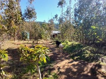 Casa Loteo Los Molles , Pichilemu