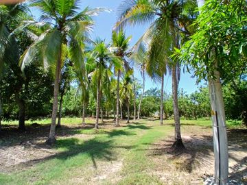 LOTE EN VENTA  LAS PETRONITAS - GALAPA ATLANTICO