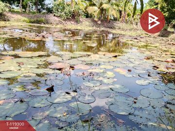 ขายที่ดิน สวนผสม เนื้อที่ 4 ไร่ 2 งาน 13 ตารางวา ไทรใหญ่ นนทบุรี