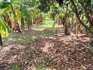 ขายที่ดิน สวนผสม เนื้อที่ 4 ไร่ 2 งาน 13 ตารางวา ไทรใหญ่ นนทบุรี