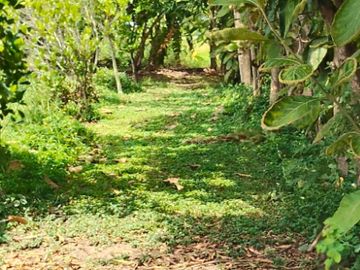 ขายที่ดิน สวนผสม เนื้อที่ 4 ไร่ 2 งาน 13 ตารางวา ไทรใหญ่ นนทบุรี