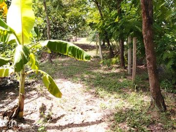 ขายที่ดิน สวนผสม เนื้อที่ 4 ไร่ 2 งาน 13 ตารางวา ไทรใหญ่ นนทบุรี