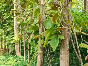 ขายที่ดิน สวนผสม เนื้อที่ 4 ไร่ 2 งาน 13 ตารางวา ไทรใหญ่ นนทบุรี