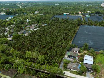 Urgent Sale! Agricultural Land with Coconut Plantation, 8+ Rai in Ban Phaeo! Great Price in Nong Nok Khai, Krathum Baen, Samut Sakhon | Green Zone |