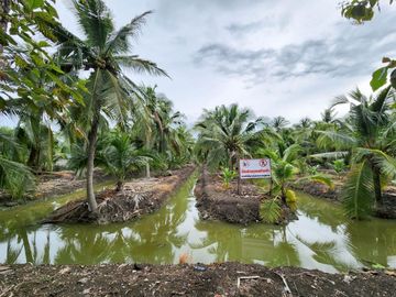 Urgent Sale! Agricultural Land with Coconut Plantation, 8+ Rai in Ban Phaeo! Great Price in Nong Nok Khai, Krathum Baen, Samut Sakhon | Green Zone |