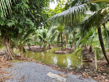 Urgent Sale! Agricultural Land with Coconut Plantation, 8+ Rai in Ban Phaeo! Great Price in Nong Nok Khai, Krathum Baen, Samut Sakhon | Green Zone |