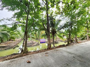 Urgent Sale! Agricultural Land with Coconut Plantation, 8+ Rai in Ban Phaeo! Great Price in Nong Nok Khai, Krathum Baen, Samut Sakhon | Green Zone |