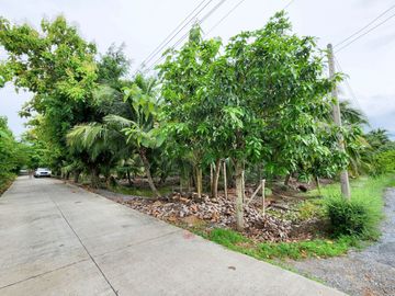 Urgent Sale! Agricultural Land with Coconut Plantation, 8+ Rai in Ban Phaeo! Great Price in Nong Nok Khai, Krathum Baen, Samut Sakhon | Green Zone |