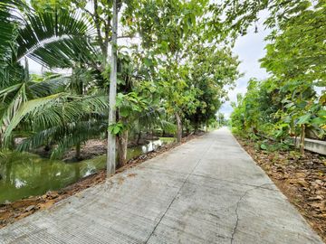 Urgent Sale! Agricultural Land with Coconut Plantation, 8+ Rai in Ban Phaeo! Great Price in Nong Nok Khai, Krathum Baen, Samut Sakhon | Green Zone |