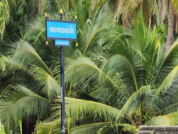 Urgent Sale! Agricultural Land with Coconut Plantation, 8+ Rai in Ban Phaeo! Great Price in Nong Nok Khai, Krathum Baen, Samut Sakhon | Green Zone |