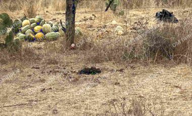 TERRENO DE 6.5 Hectáreas en milpa vieja ZARAGOZA de oportunidad, escritura pública