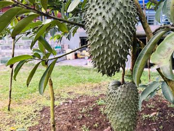 Venta Hostal funcionando en Baños, Rio Negro