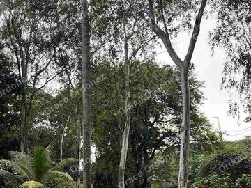 CHEAP  AGRI LOT 4.2has in Antipolo