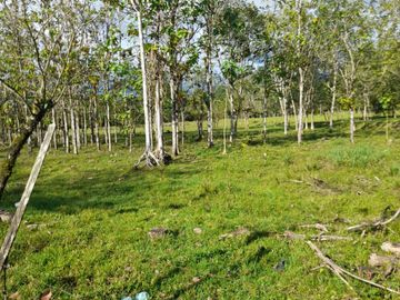 Venta Finca Ganadera y Agrícola en Mutatá Antioquia