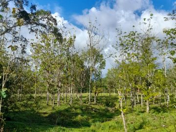 Venta Finca Ganadera y Agrícola en Mutatá Antioquia