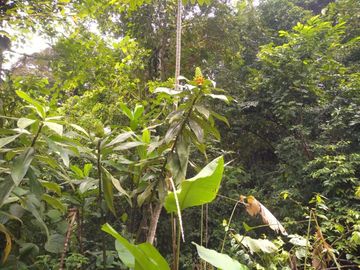 Venta Finca Ganadera y Agrícola en Mutatá Antioquia