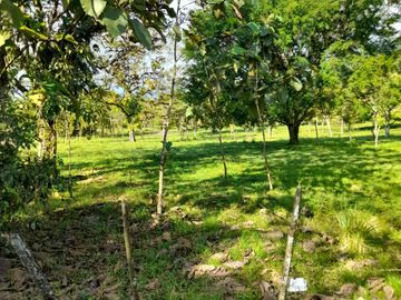 Venta Finca Ganadera y Agrícola en Mutatá Antioquia