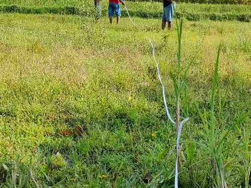 Dijual sawah view merapi dan hamparan persawahan di manisrenggo Klaten