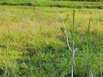 Dijual sawah view merapi dan hamparan persawahan di manisrenggo Klaten