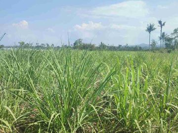 Dijual Tanah Zona kuning di Bondowoso