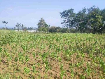 Dijual Tanah Zona kuning di Bondowoso
