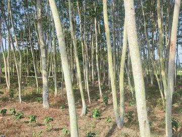 Dijual Tanah Zona kuning di Bondowoso